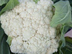 漳州松花菜怎么做好吃 这么做才有营养