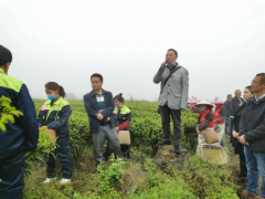 春季采茶忙  金沙贡茶香——2020年贵州省双手采茶技艺竞赛金沙分赛开赛