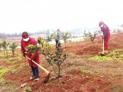 纳溪区：种养循环 养猪场配套千亩柑橘园