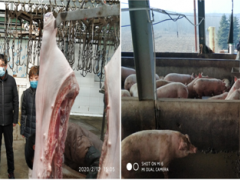 我鹤壁市及时组织指点生猪屠宰企业恢复消费有效保证猪肉产质量量安全和鹤壁市场供给-宝鸡鹤壁市农业农村局