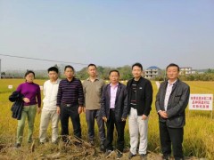 九江农业信息网,江西省农科院水稻所专家来都昌县指点