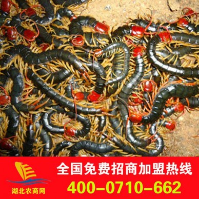 常年提供金头蜈蚣种苗、优质蜈蚣种苗 免费提供技术培训，回收产品。