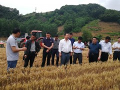 商洛：商南组织展开小麦机械化秸秆还田与维护性耕作技术示范