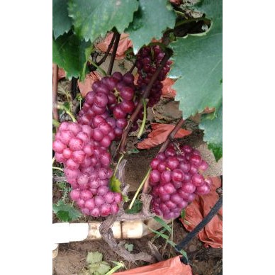 [供]万亩葡萄基地