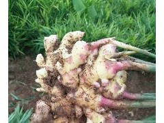 [供]云南罗平小黄姜