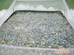 张勇水产种苗培育(图)-青蛙养殖前景-綦江区青蛙养殖