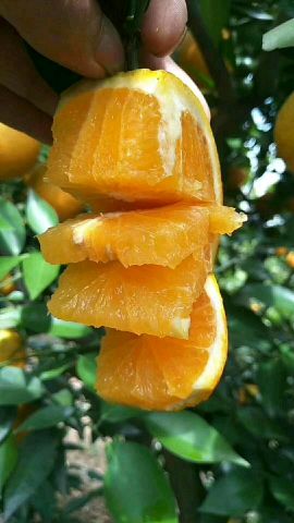 [供]湖北夏橙代办/夏橙产地直销