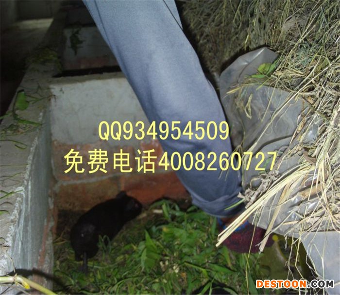 特种养殖项目视频