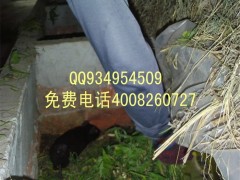 特种养殖项目视频