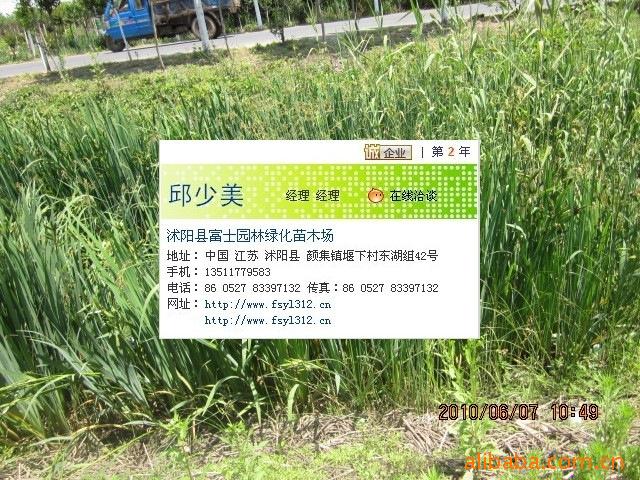 供应绿化苗木 水生植物 菖蒲 黄菖蒲 水生花卉