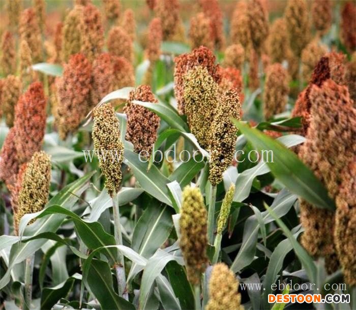 长年收购高粱-收购高粱-汉光农业有限公司(查看)