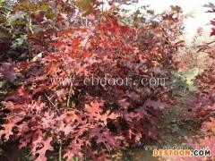 猩红栎苗-舜枫农林(在线咨询)-山西猩红栎