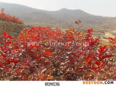 欧洲红栎生长基地-欧洲红栎-日照舜枫园林