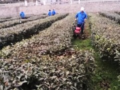 汉中：把好“六关”力促春茶消费