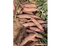 蜜薯-大地永康发货及时-蜜薯求购