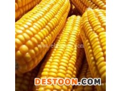 高价收玉米-汈汊湖四叉水产养殖-烟台玉米