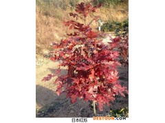 美国红橡树育苗技术-美国红橡树-舜枫园林