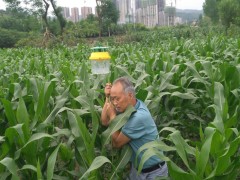 安康：汉阴初次发现草地贪夜蛾为害玉米