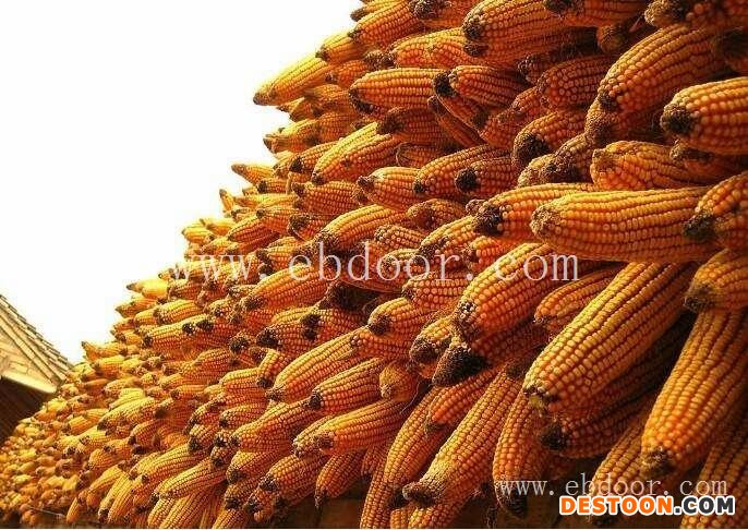 收购玉米的公司-枣阳市汉光农业-北京求购玉米