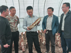 省食用菌产业专班副研讨员王沁一行到六盘水市水城县督导食用菌产业目的义务推进状况