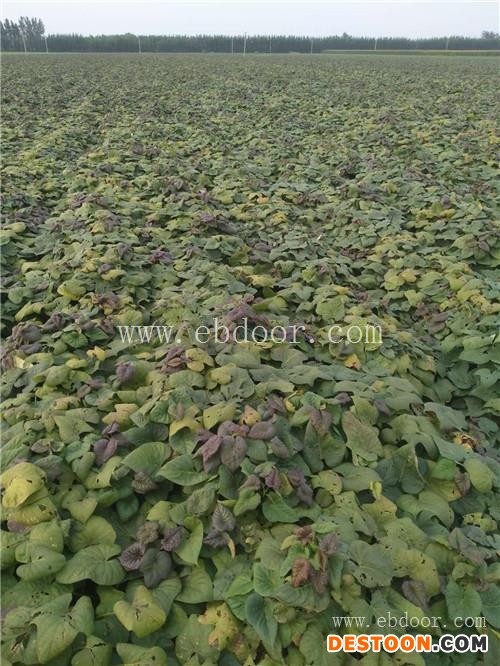 烟薯25秧子图片-大地永康现货供应-山东烟薯25秧子