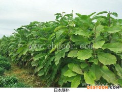 河南日本厚朴苗-日照舜枫园林-日本厚朴苗厂家