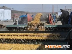 玉米收购价格-牡丹江玉米-汈汊湖四叉水产合作社(查看)