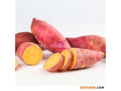 西瓜红红薯生产厂家-西瓜红红薯-鑫泽源厂家直销