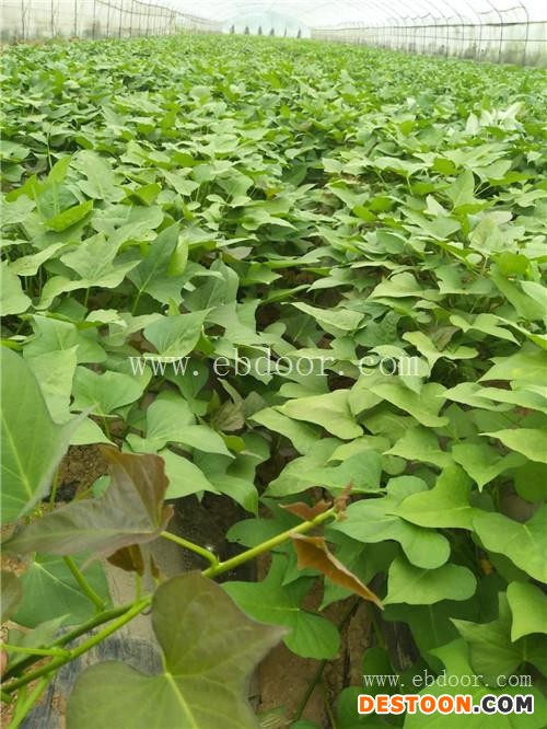 烟薯25秧子生产商-大地永康(在线咨询)-河北区烟薯25秧子