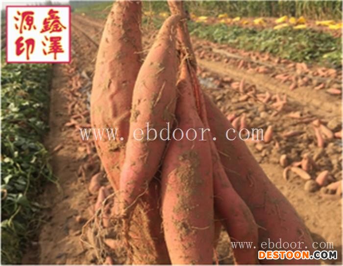 沙地蜜薯选哪家-海淀区沙地蜜薯-鑫泽源家喻户晓(查看)