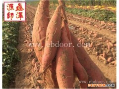 沙地蜜薯选哪家-海淀区沙地蜜薯-鑫泽源家喻户晓(查看)