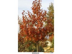 红栎苗木出售-日照舜枫农林-吉林红栎苗