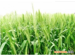 西安收购小麦-汉光现代农业-个人收购小麦