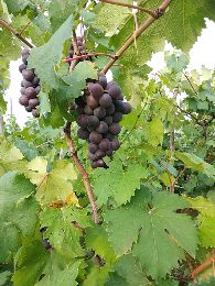 [供]巨峰葡萄大量供应，货源集中5000斤起批