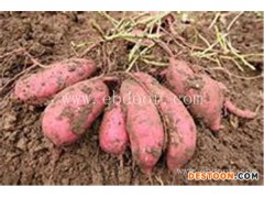 东营区红心地瓜-鑫泽源厂家直销-红心地瓜功能