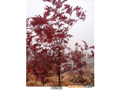 火焰红栎种子介绍-火焰红栎-日照舜枫农林(查看)