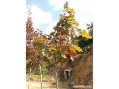 美国红橡树供应-江苏美国红橡树-日照舜枫农林(查看)