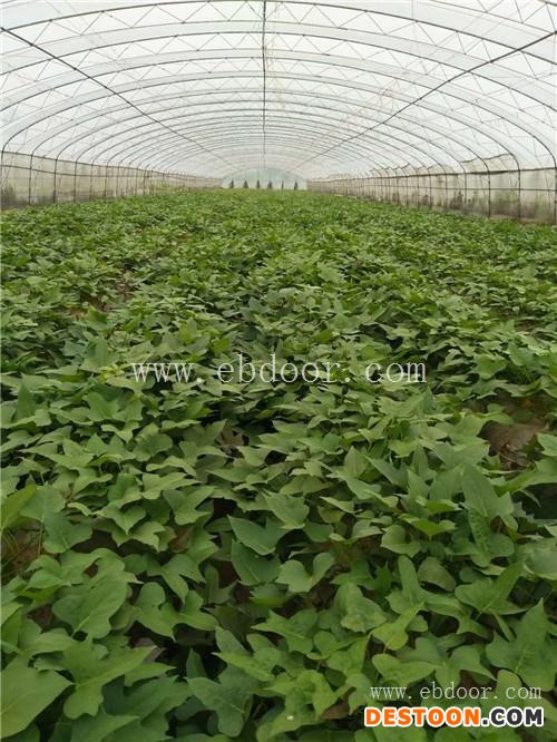 烟薯25苗子经销商-和平区烟薯25苗子-大地永康自产自销