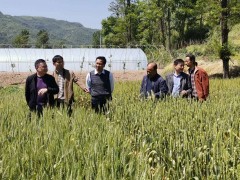略阳：晋中市农业农村局督察组来略阳指点小麦条锈病防控义务