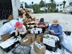 春节至今 芒果销售逾8000吨