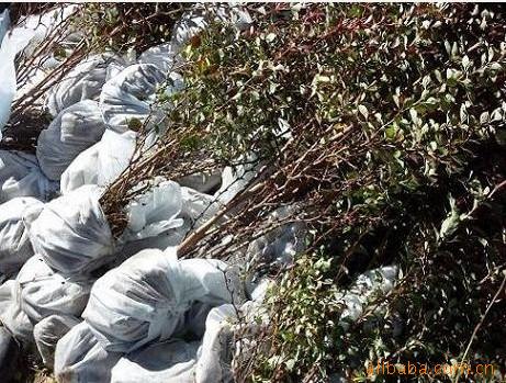 批发种子  绿化树苗种子批发