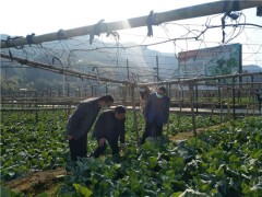 连城县：防控复产两手抓两不误