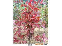 湖北沼生栎-沼生栎小苗价格-舜枫农林(推荐商家)