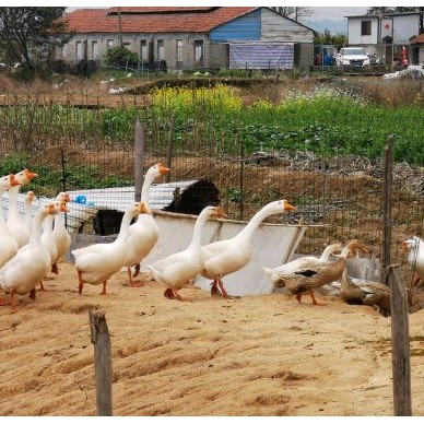 [供]卖2年头散养土鹅土鸭