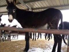 山东乡村牧业肉驴活驴养殖 活肉驴养殖 德州驴 肉驴养殖场