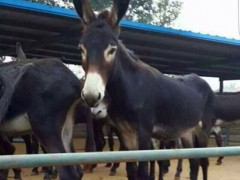 益豪养殖场 肉驴厂家 肉驴价格 山东肉驴养殖基地 山东肉驴养殖 山东肉驴 优质肉驴养殖场