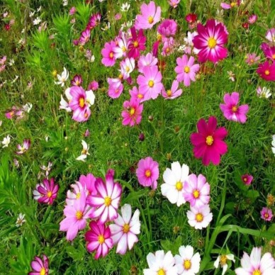 花卉种子 景观花卉 草花种子 波斯菊种子 格桑花种子 菊花种子 万寿菊种子 二月兰种子 薰衣草种子 公园小区旅游景点绿化