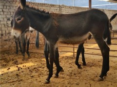 肉驴 肉驴价格 山东肉驴驴苗厂家批发
