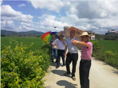 市农业农村综合服务中心到龙门县丝苗米产业园指导水稻种植