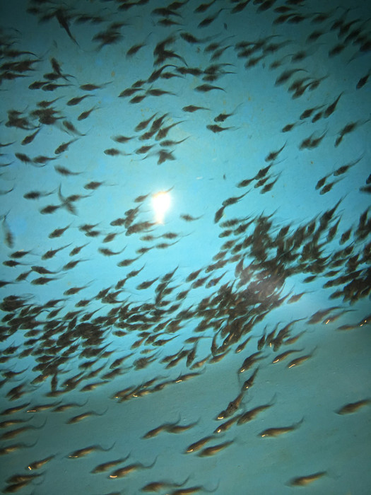 活体四川中华鲟鱼苗观赏鱼杂交鲟鱼苗批发